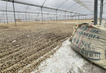 Terremoto en Colombia asesta duro golpe a exportaciones de café