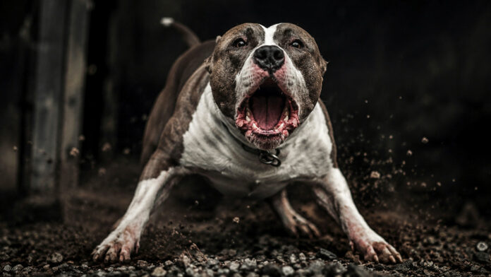 Un niño de tres años muere tras el brutal ataque de un pitbull en Argentina