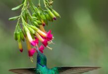 Qué significa que un colibrí visite tu casa todos los días