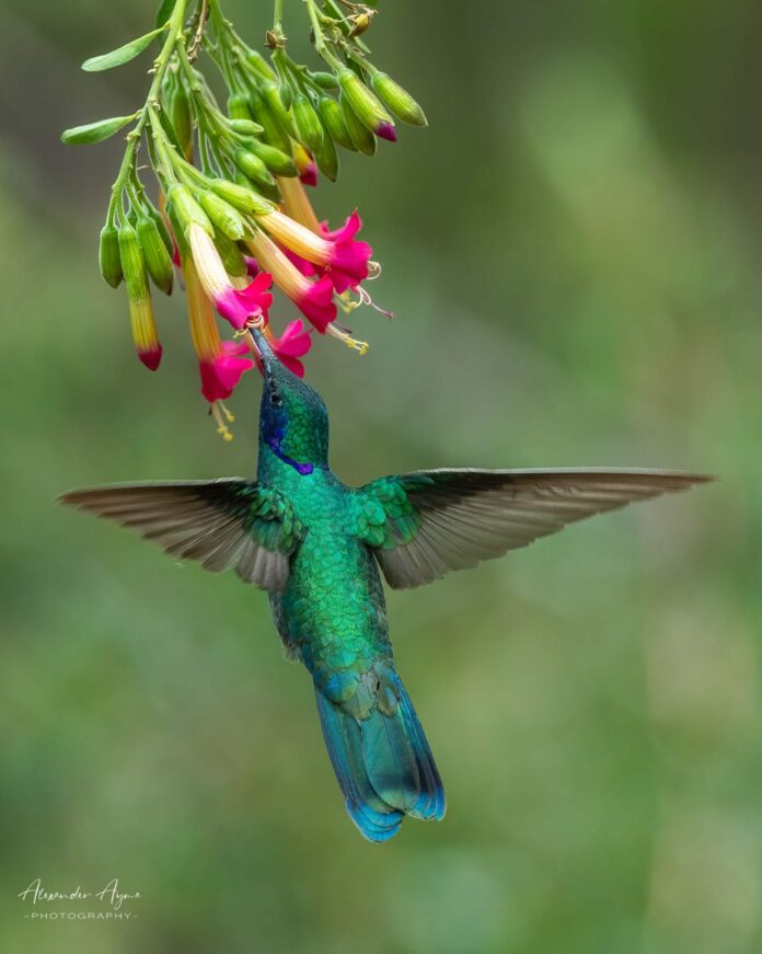 Qué significa que un colibrí visite tu casa todos los días
