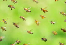 El mal no viene solo: busca refugio y es atacado por abejas durante sismo en Colombia