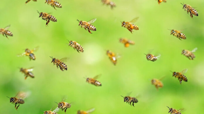 busca refugio y es atacado por abejas durante sismo en Colombia