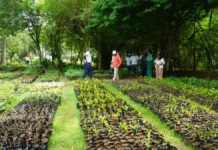 Digecac realizará Primer Festival de Plantas 2026